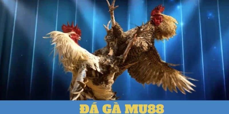 Đá gà mang đến những giây phút giải trí cho bạn trong từng cú đá